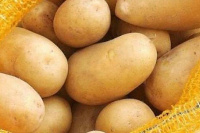 بعد وصول سعر الكيلو لنحو 800 ليرة .. الحكومة تسمح باستيراد البطاطا بشكل فوري لخفض سعرها 