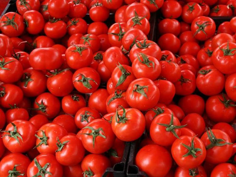 مسؤول زراعي يبشر المواطنين : أسعار البندورة ستنخفض قريباً وقد يصل الكيلو إلى 100 ليرة