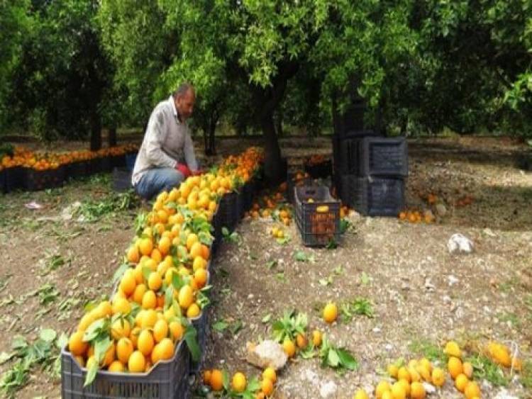 تراجع إنتاج الحمضيات بنحو 35% هذا العام ..ووزير الزراعة يتوقع تراجع الاستهلاك المحلي