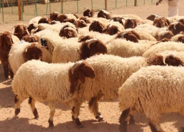 أسعار اللحوم تستمر بالارتفاع وأصغر خروف بنص مليون ليرة