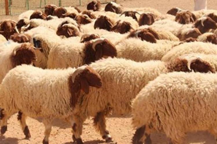 السماح بتصدير الأغنام والماعز لفترة مؤقتة ووفق شروط محددة
